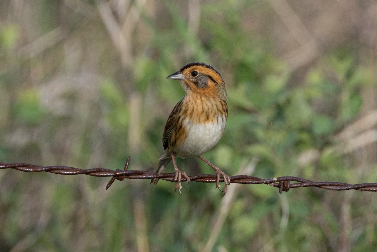 Nelson's Sparrow - ML616683245