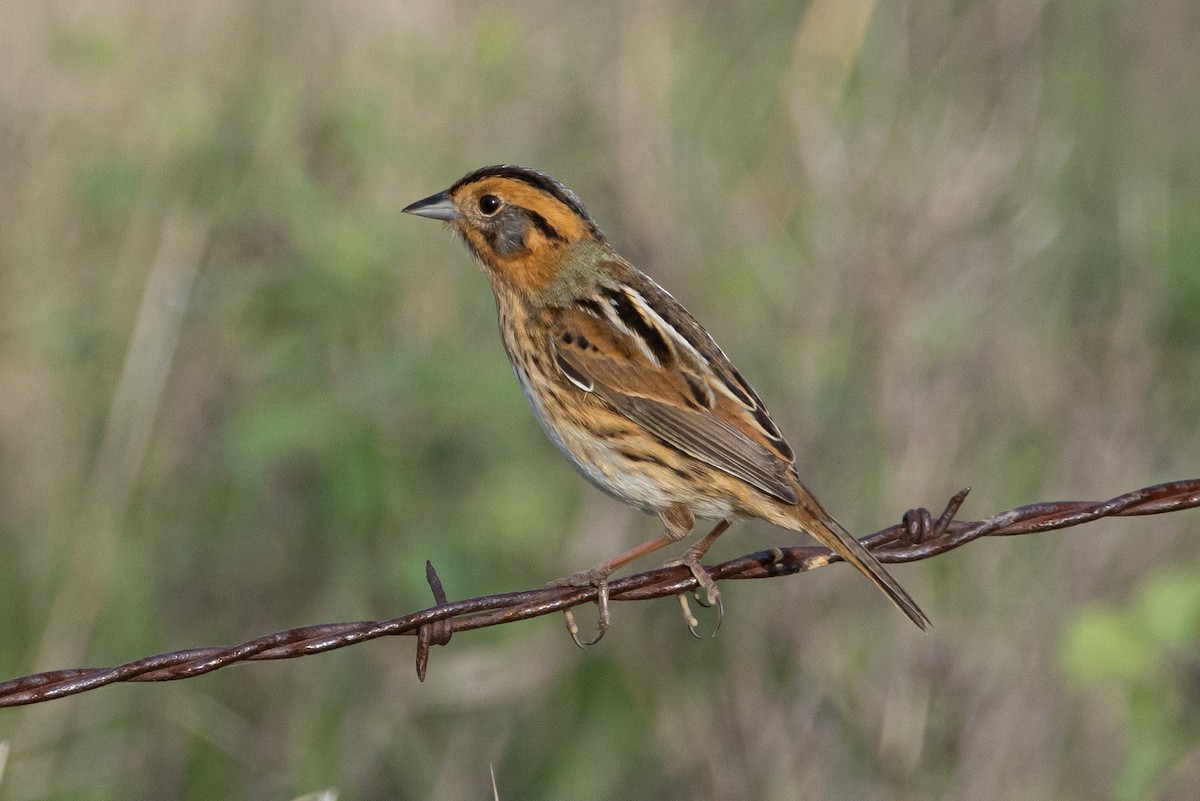 Nelson's Sparrow - ML616683247