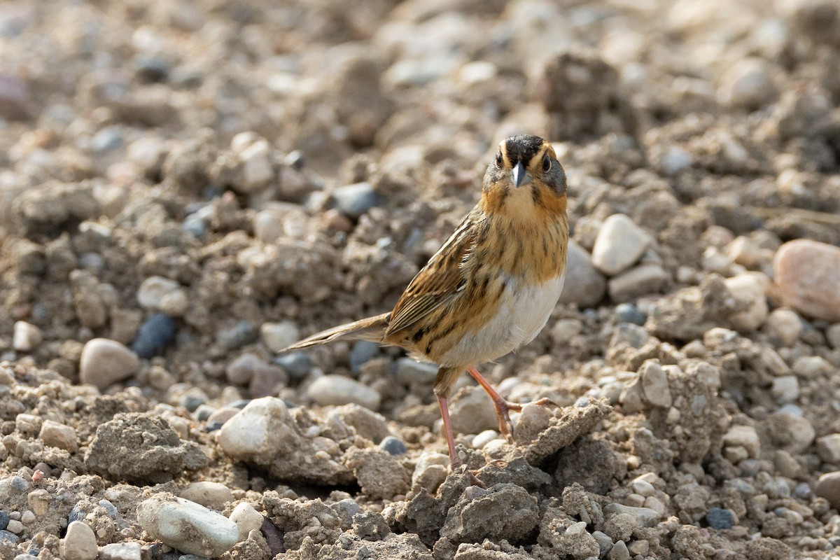 Nelson's Sparrow - ML616683249