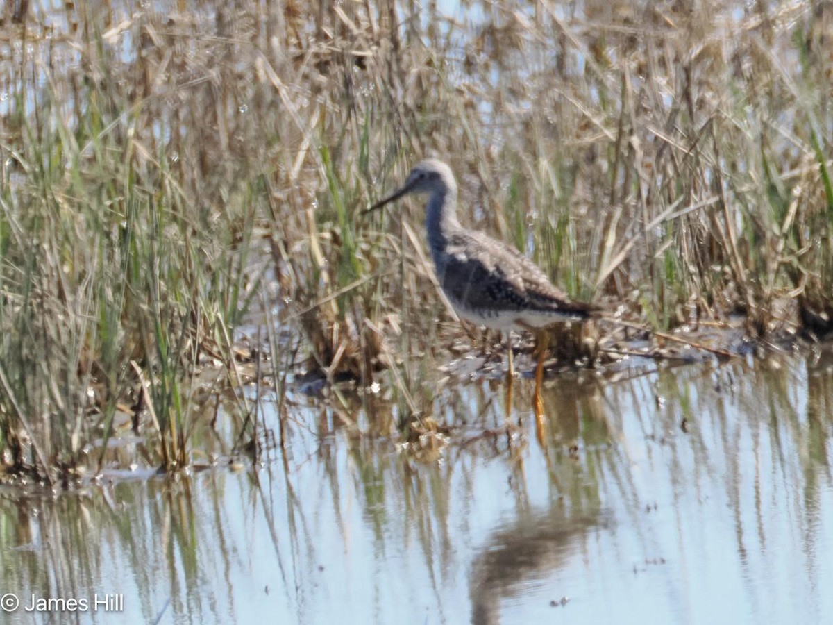 Greater Yellowlegs - ML616683270