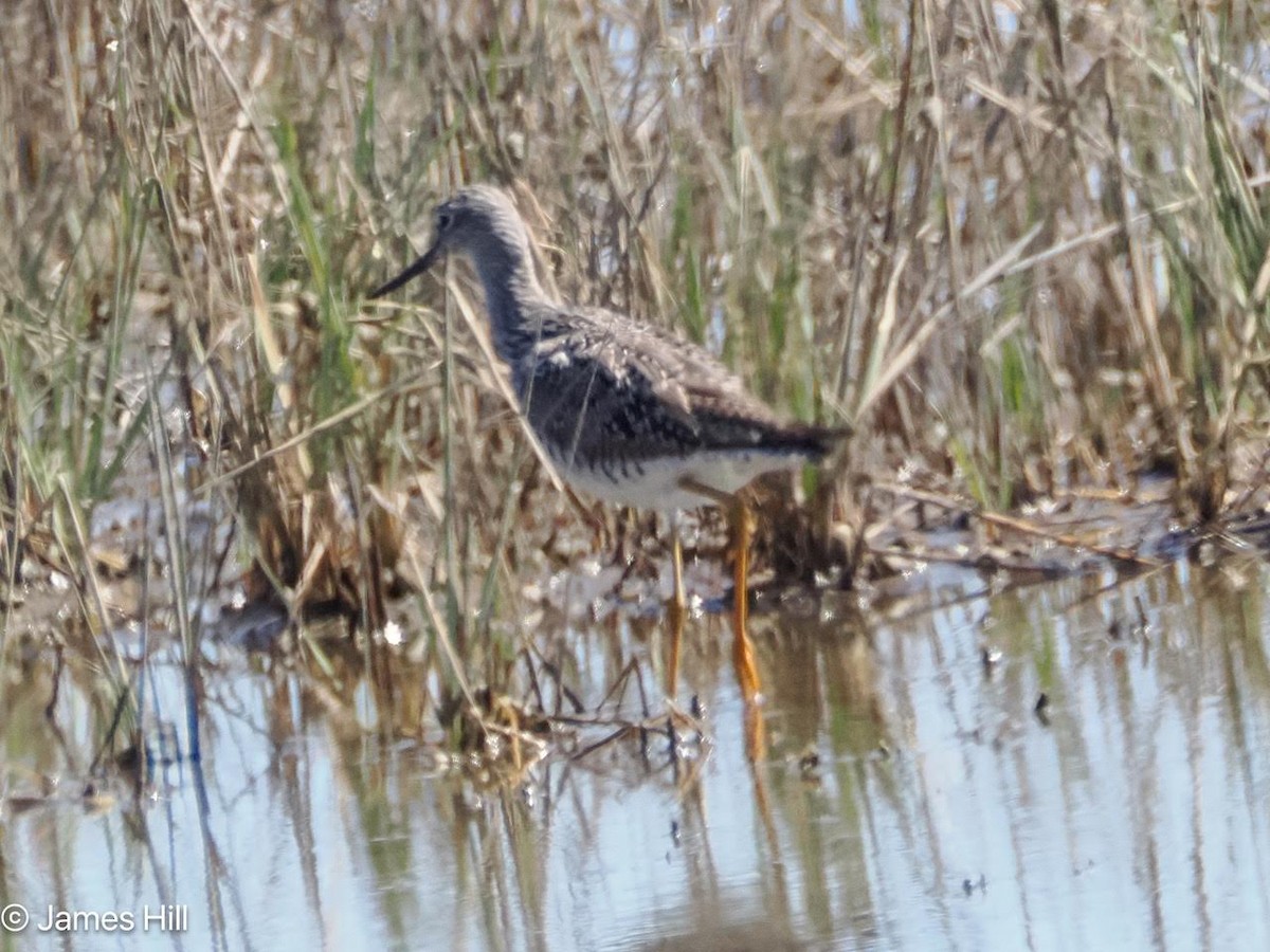 Greater Yellowlegs - ML616683271