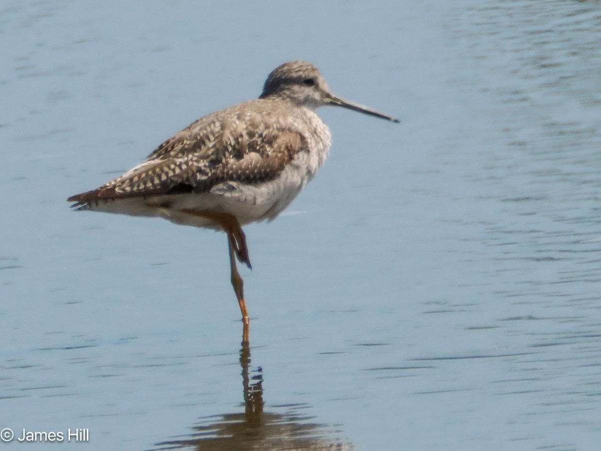 Greater Yellowlegs - ML616683273