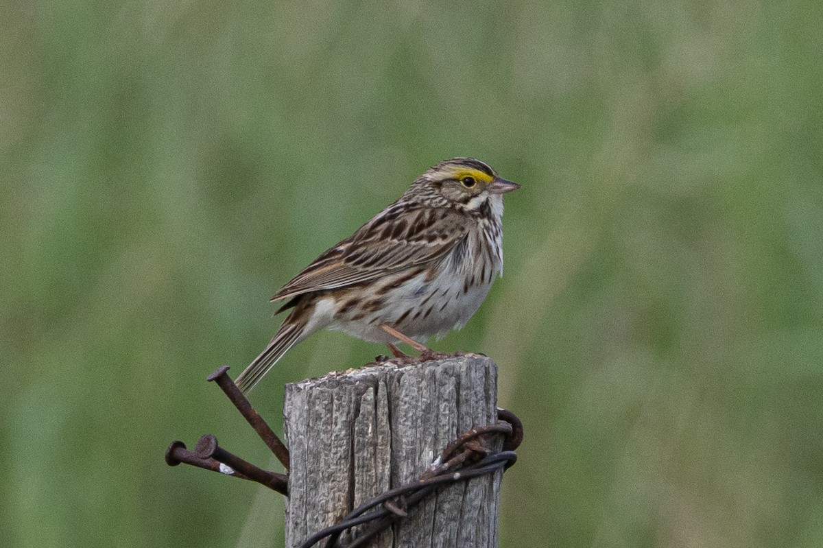 Savannah Sparrow - ML616683277