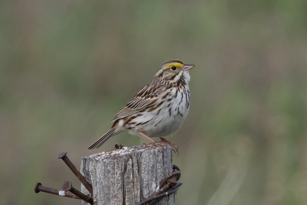 Savannah Sparrow - ML616683278