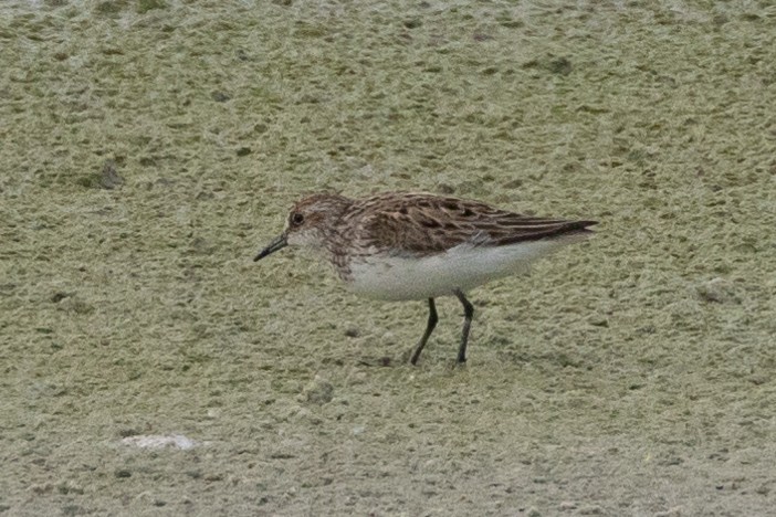 Semipalmated Sandpiper - ML616683339