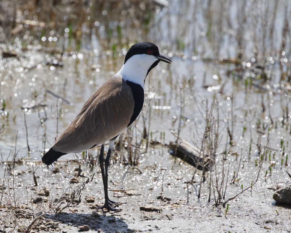 Spur-winged Lapwing - ML616683349