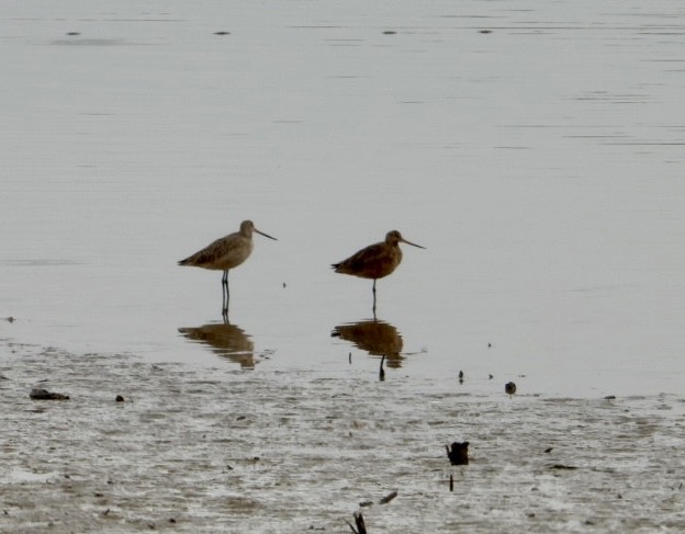 Marbled Godwit - ML616683358