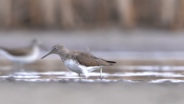 Green Sandpiper - ML616683381