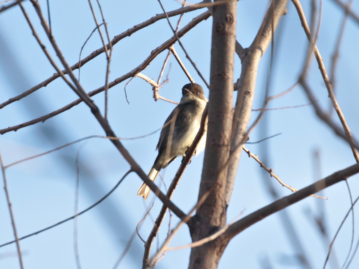 Eastern Phoebe - ML616683386