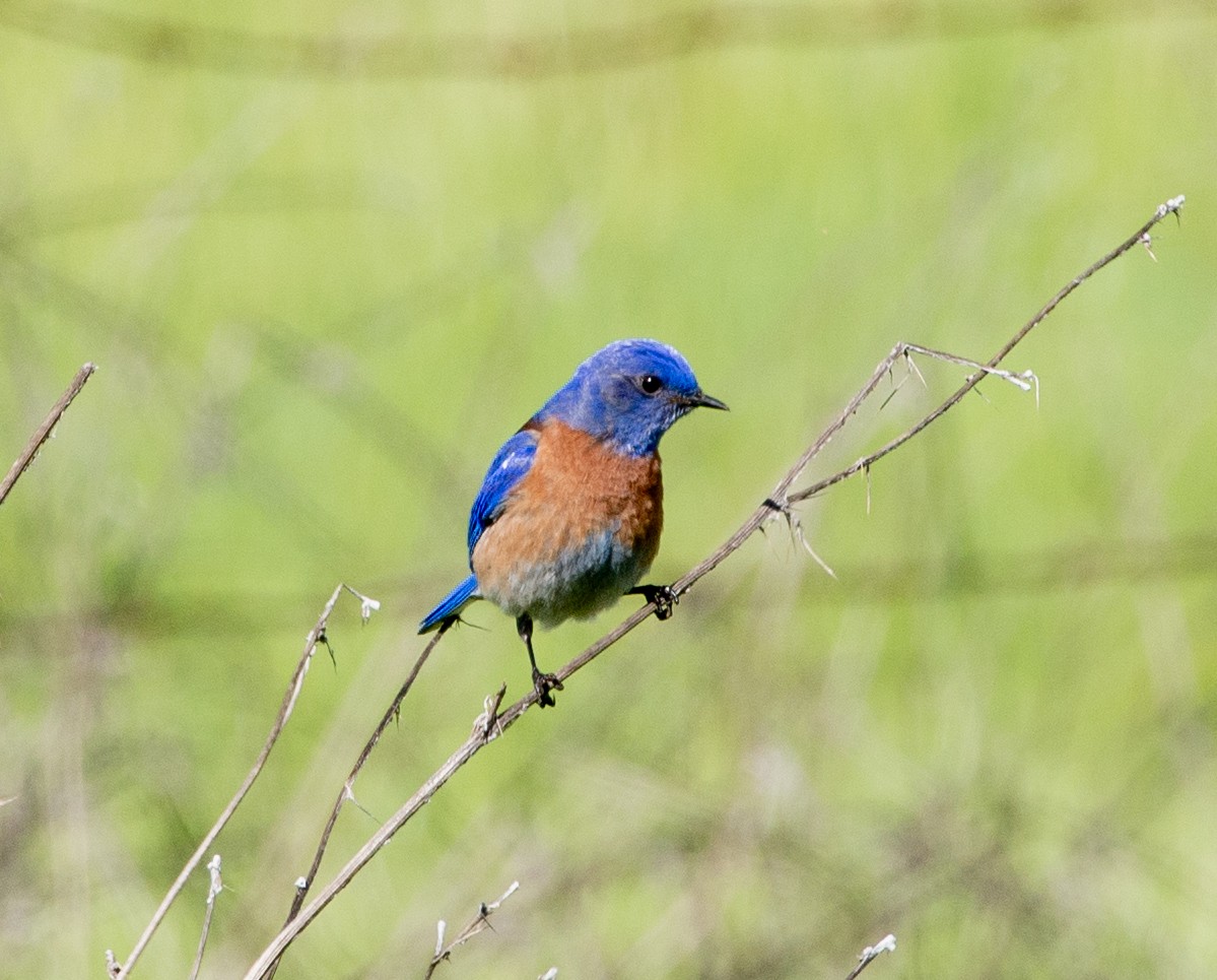 Western Bluebird - Noah Eckman