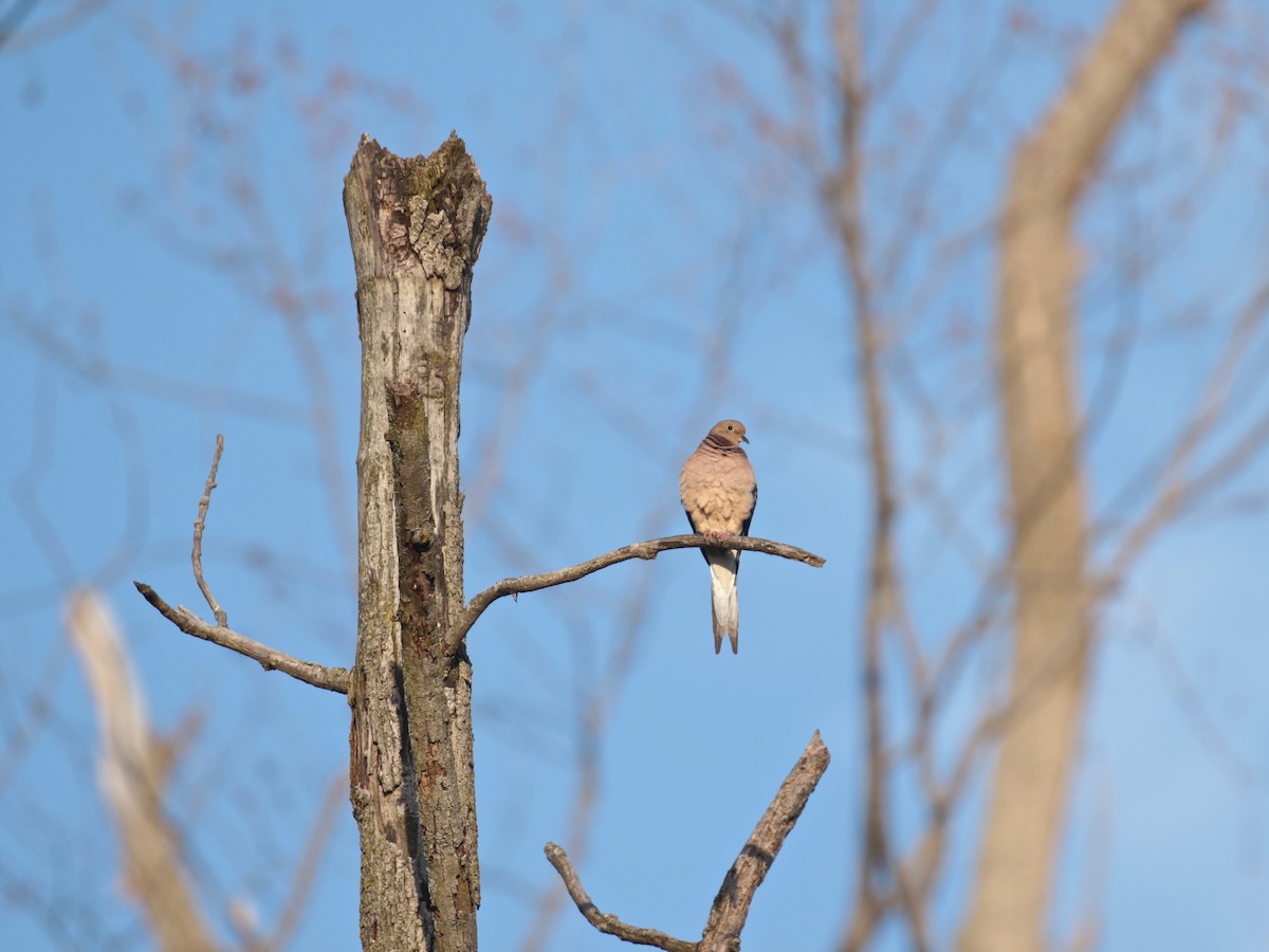 Mourning Dove - ML616683394