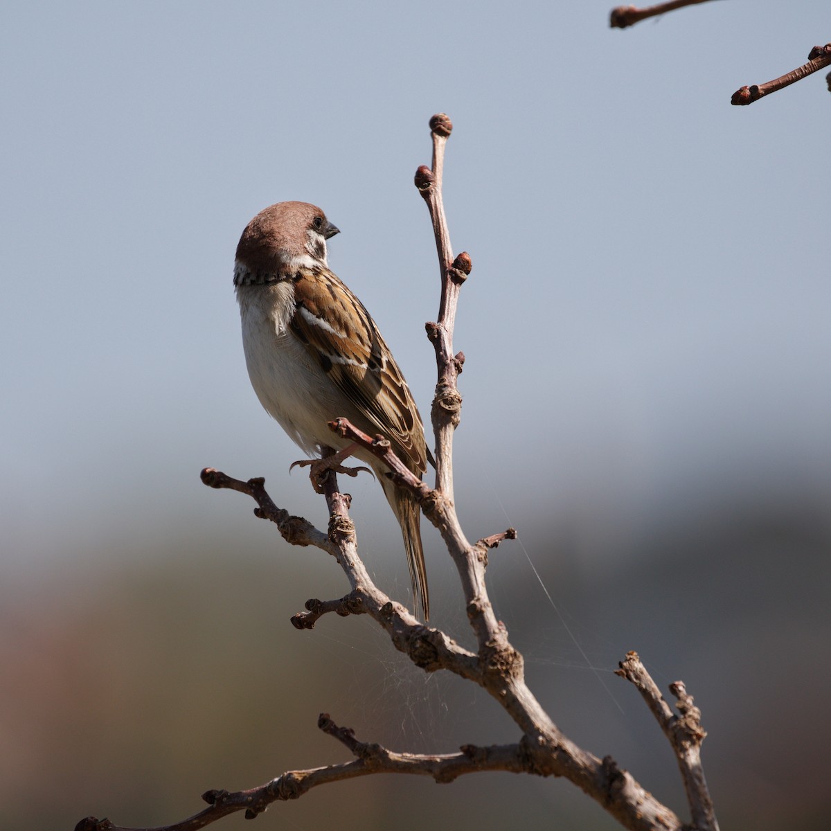Eurasian Tree Sparrow - ML616683410