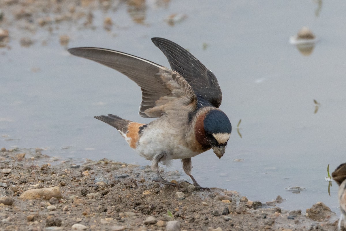 Cliff Swallow - ML616683417