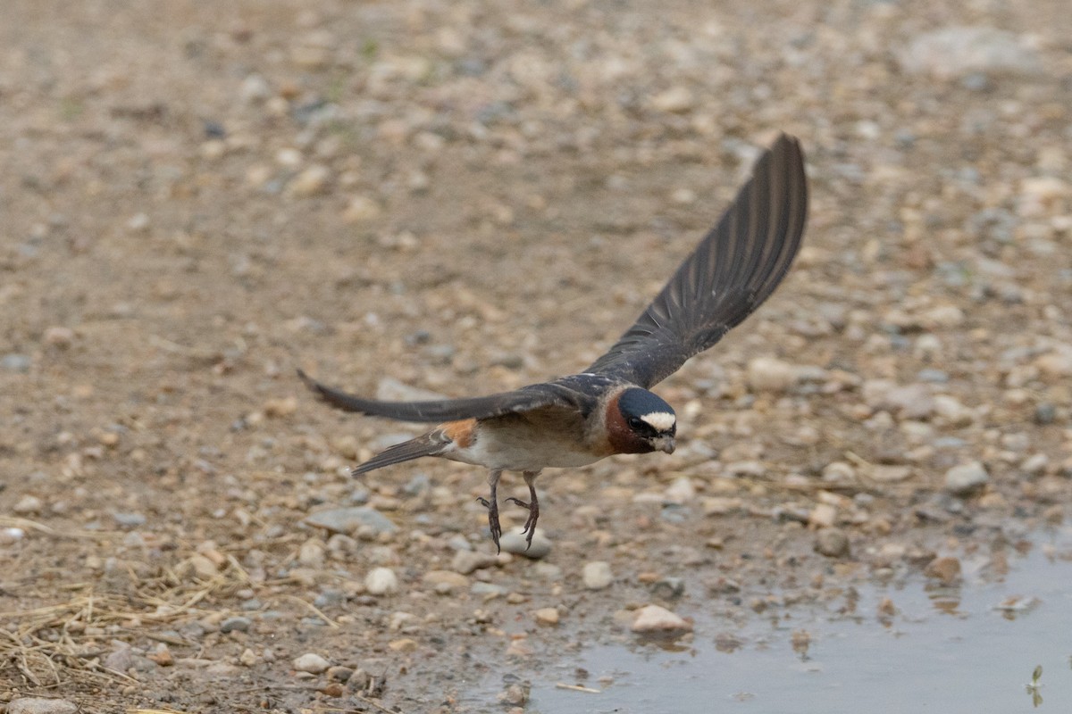 Cliff Swallow - ML616683418