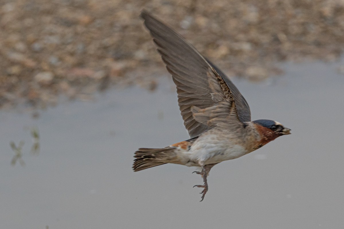 Cliff Swallow - ML616683420