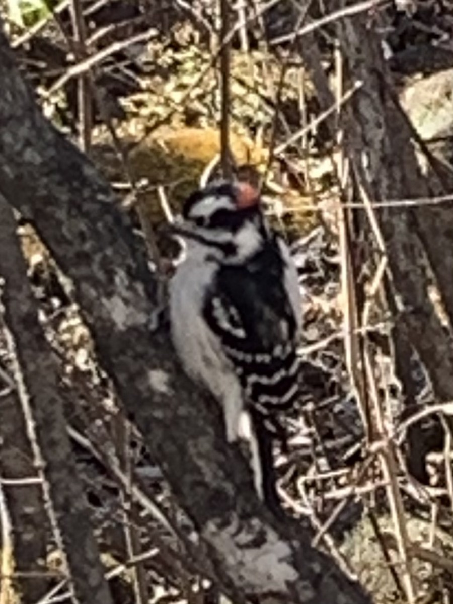 Downy Woodpecker - ML616683440