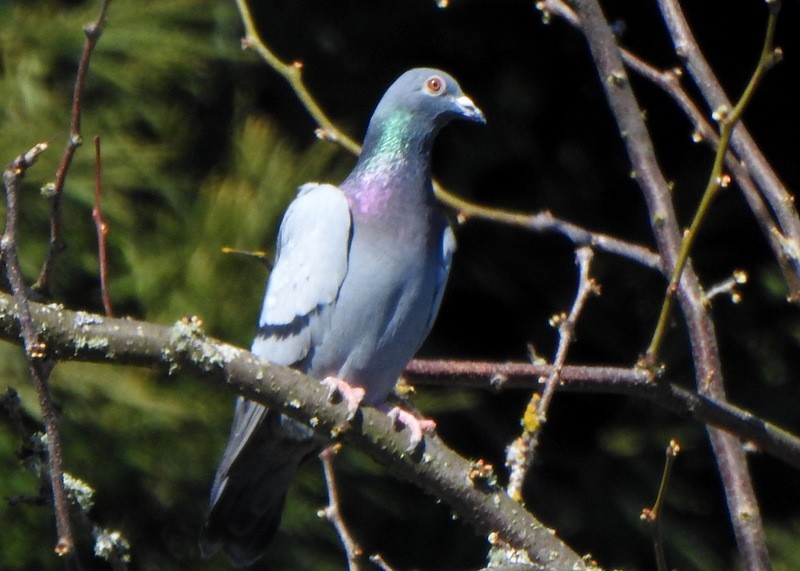 Rock Pigeon (Feral Pigeon) - ML616683447