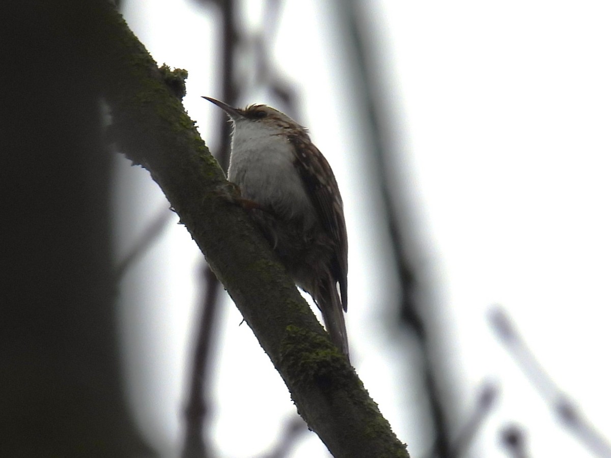 Eurasian Treecreeper - Simon Bradfield