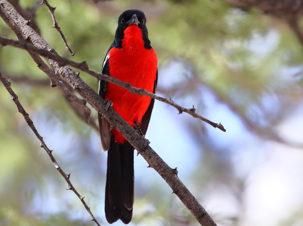 Crimson-breasted Gonolek - ML616683474