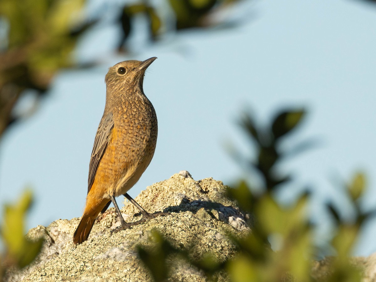 Sentinel Rock-Thrush - ML616683475