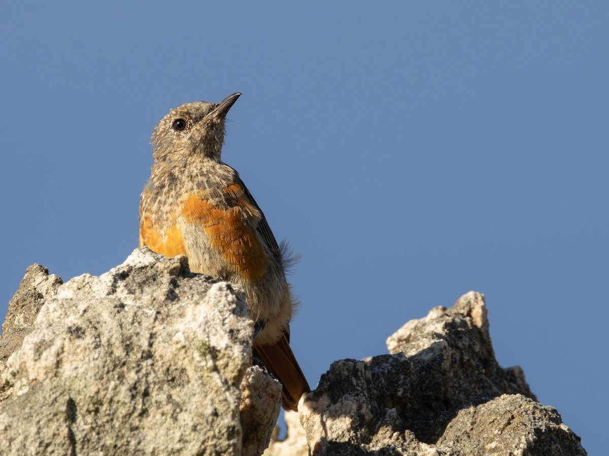 Sentinel Rock-Thrush - Garret Skead