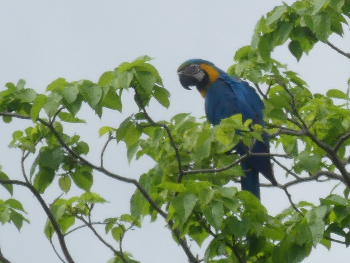 Blue-and-yellow Macaw - ML616683506