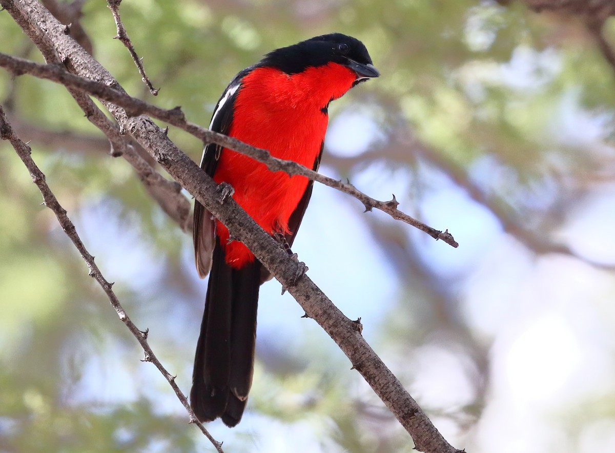 Crimson-breasted Gonolek - ML616683511