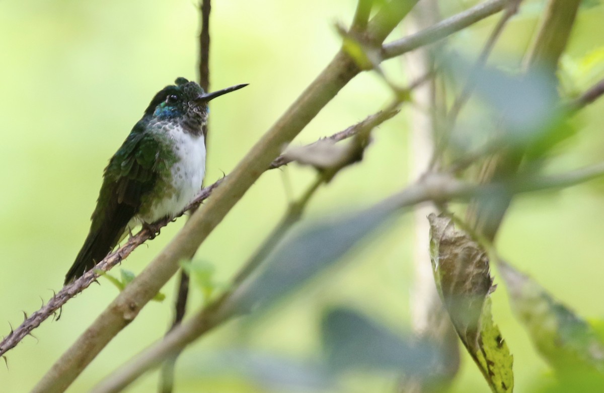 White-bellied Mountain-gem - Geert Bouke Kortleve