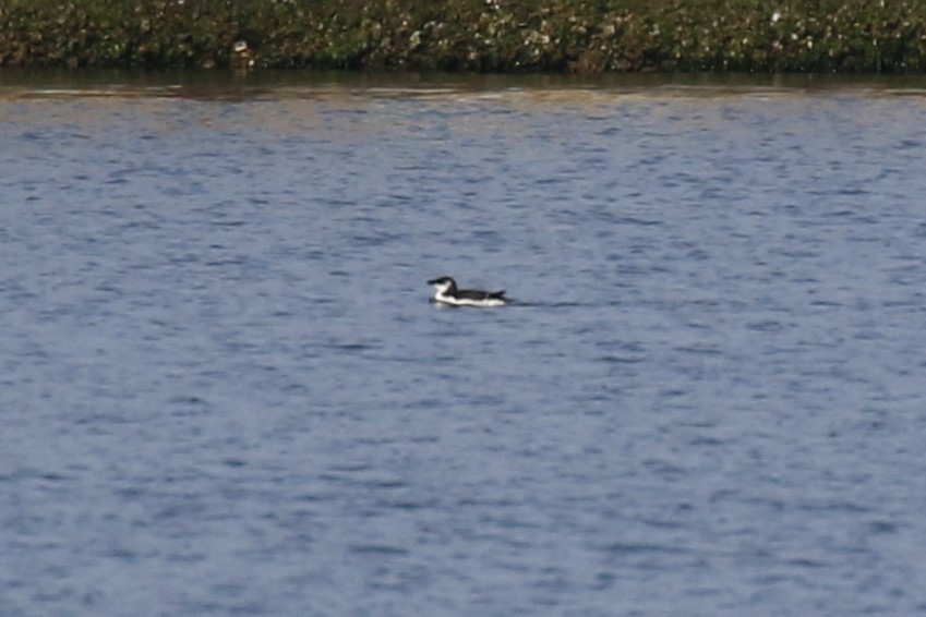 Razorbill - mario balitbit