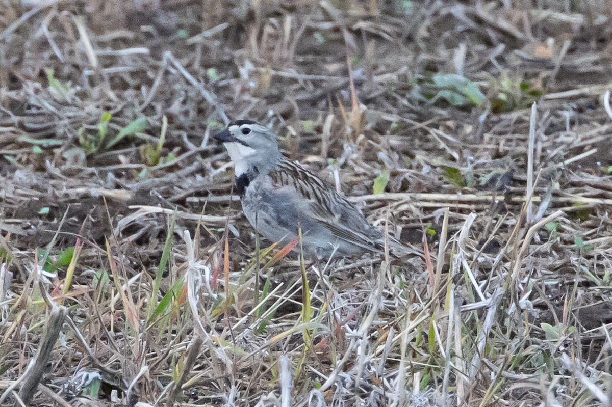 Thick-billed Longspur - ML616683665