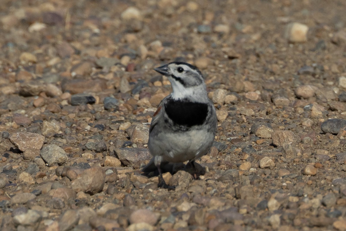 Thick-billed Longspur - ML616683669