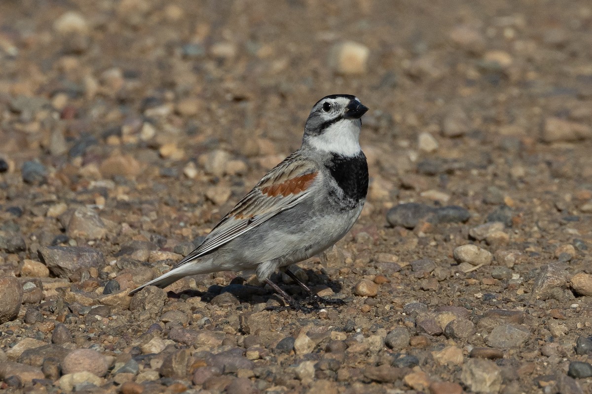 Thick-billed Longspur - ML616683670