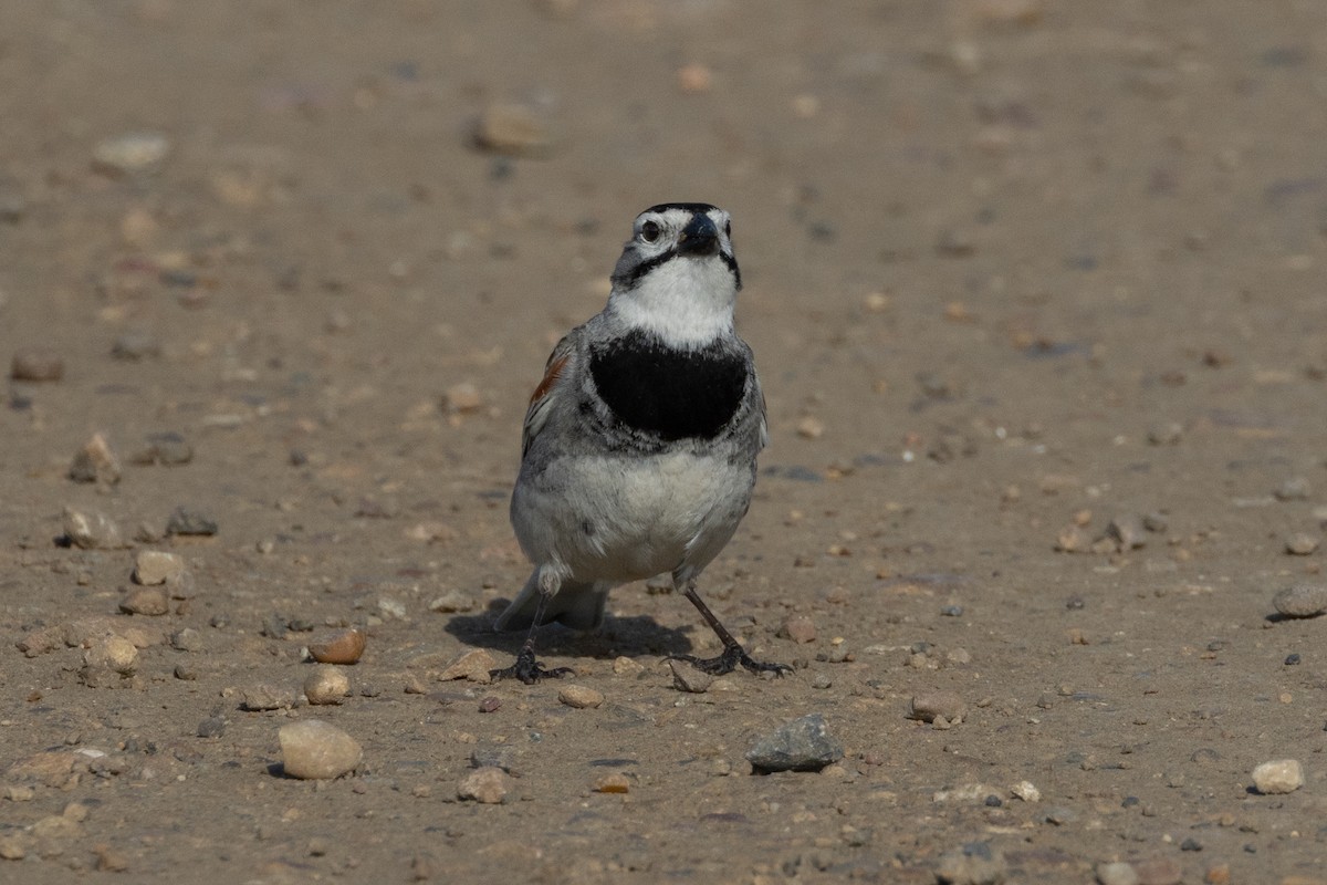 Thick-billed Longspur - ML616683671