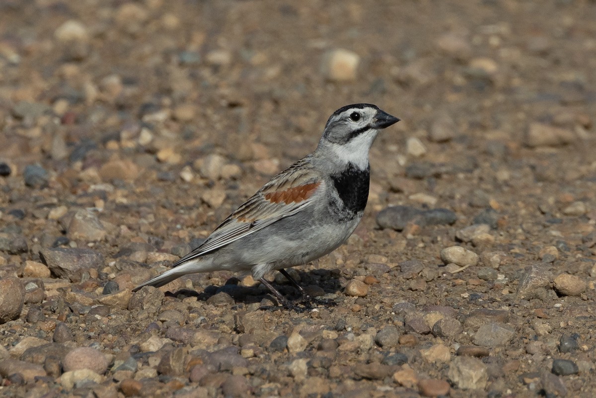Thick-billed Longspur - ML616683672