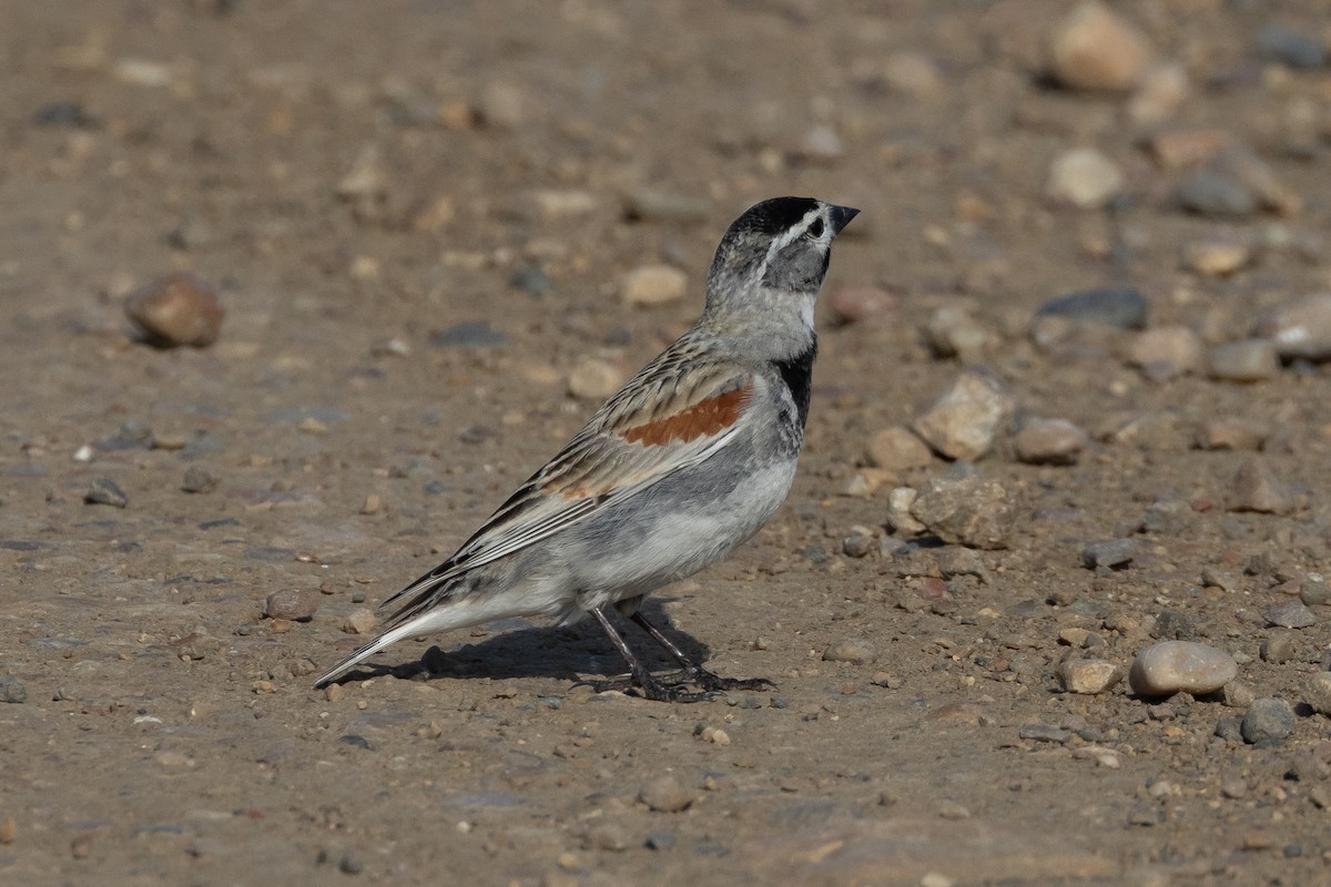 Thick-billed Longspur - ML616683673