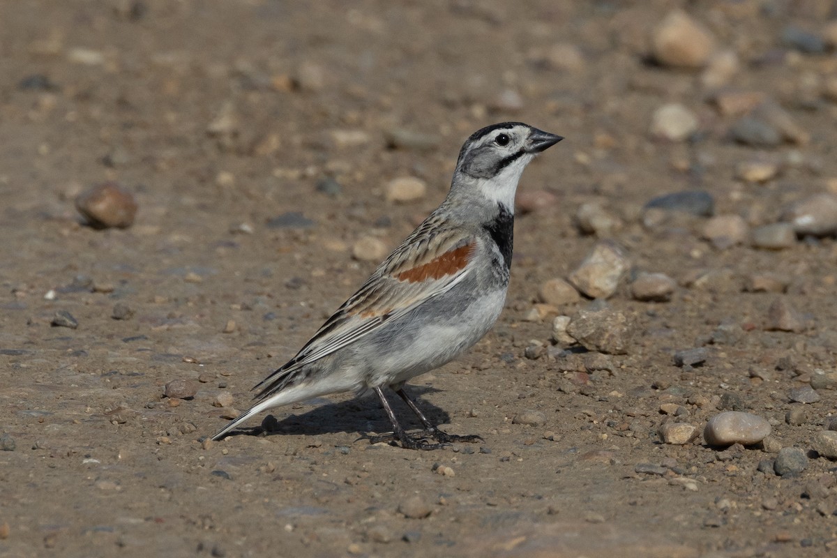 Thick-billed Longspur - ML616683674
