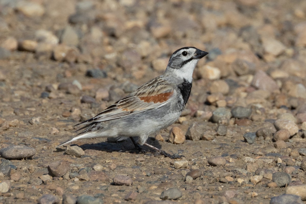 Thick-billed Longspur - ML616683675