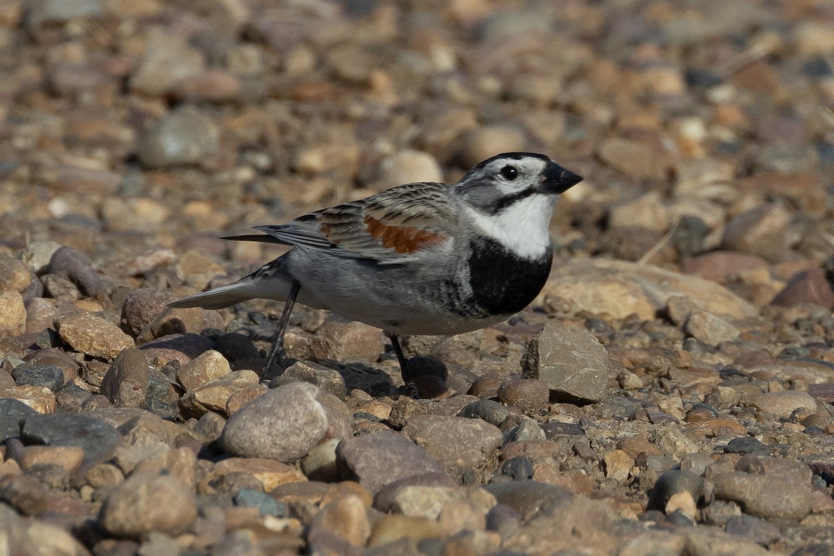 Thick-billed Longspur - ML616683676