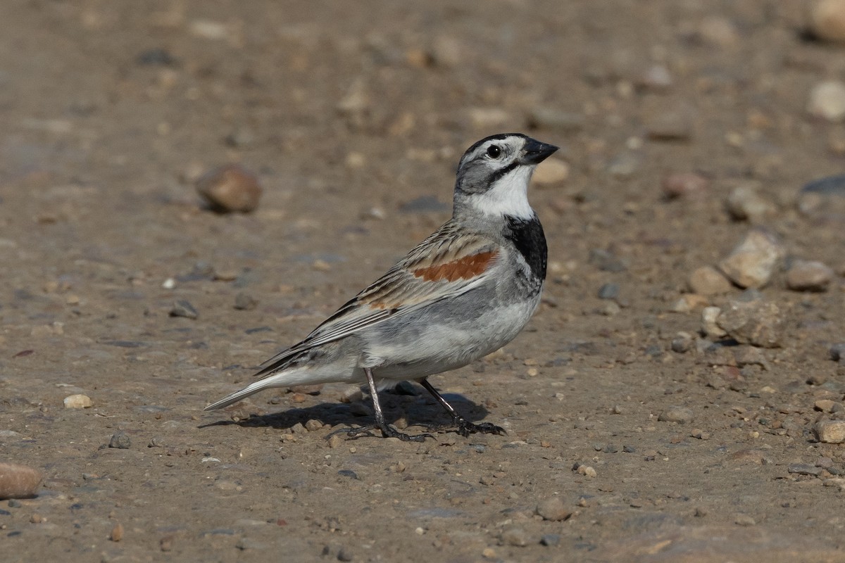 Thick-billed Longspur - ML616683677