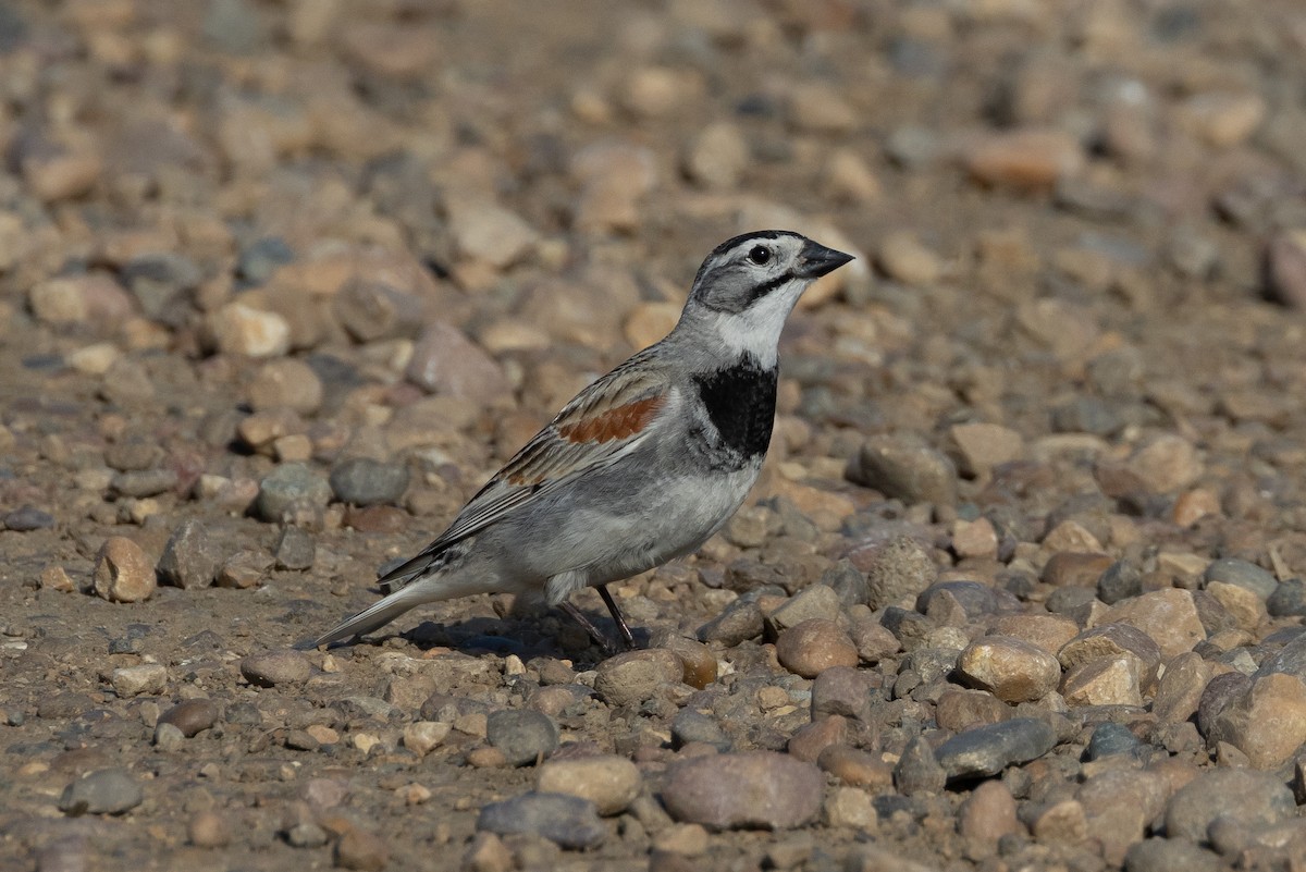 Thick-billed Longspur - ML616683678
