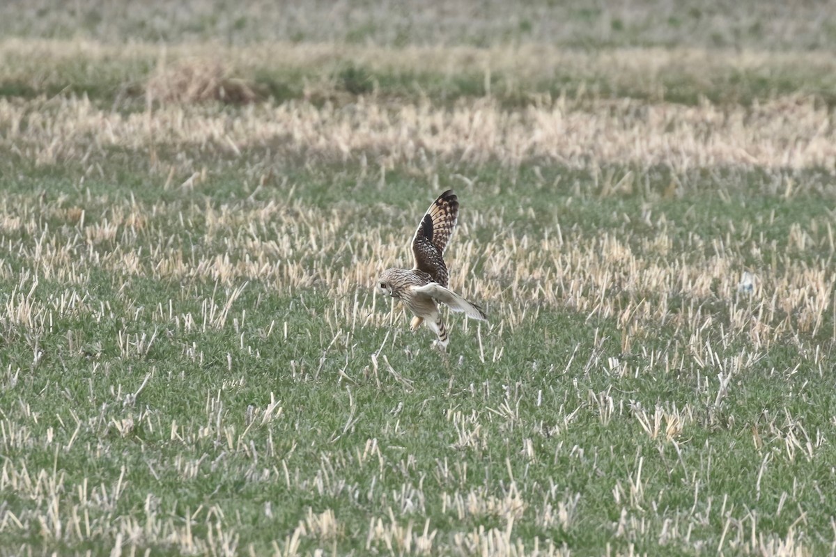 Short-eared Owl - ML616683687