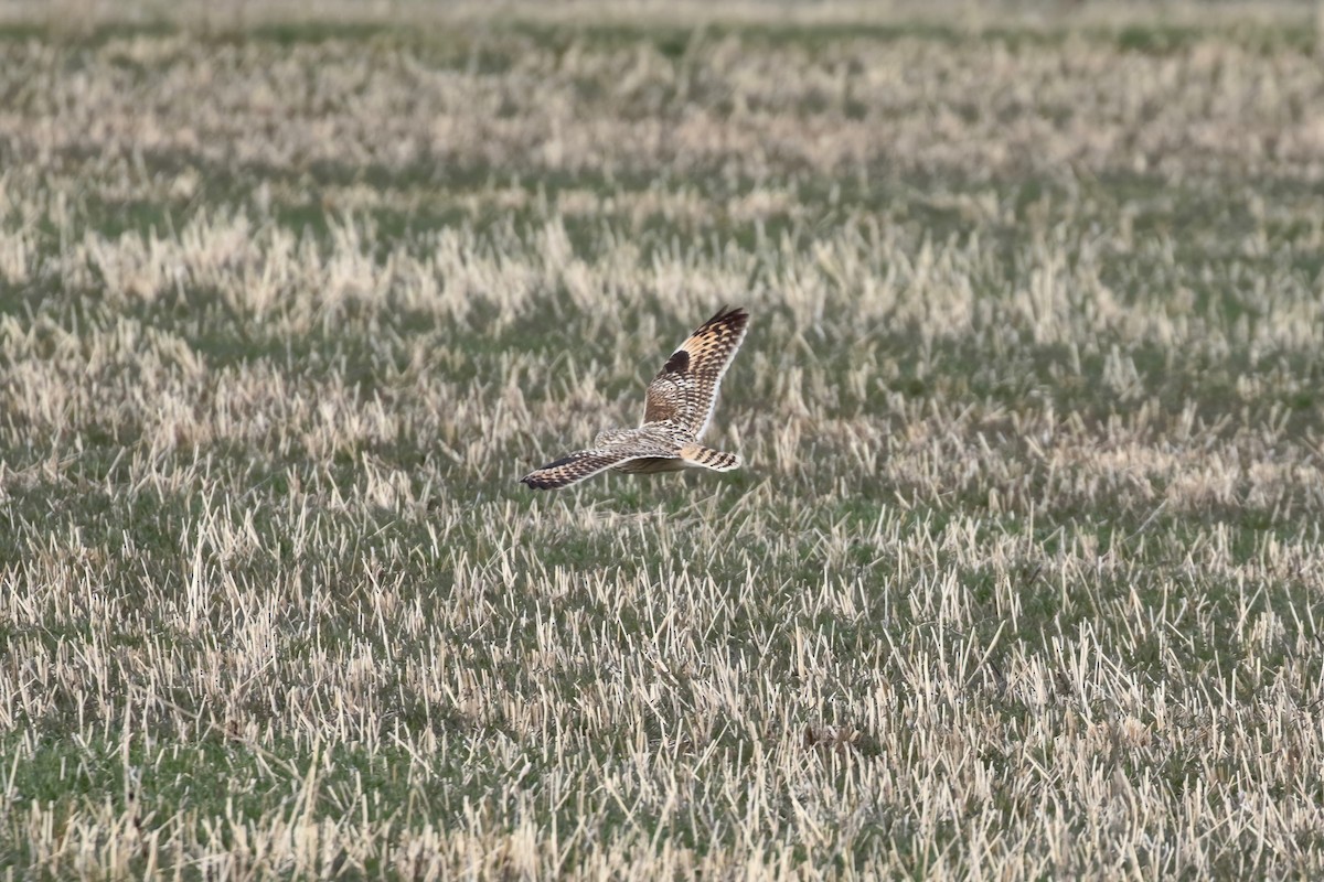 Short-eared Owl - ML616683688