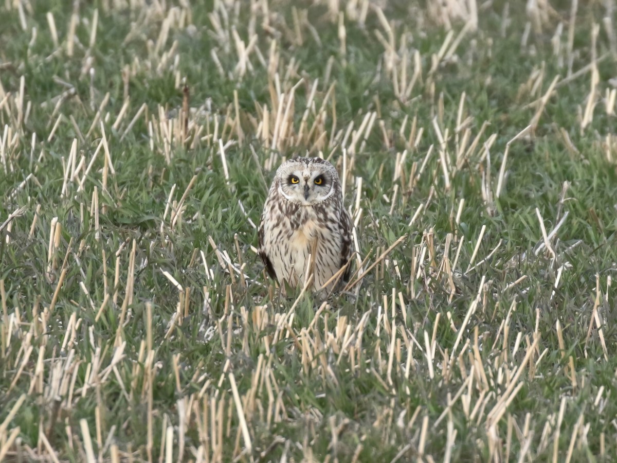 Short-eared Owl - ML616683689
