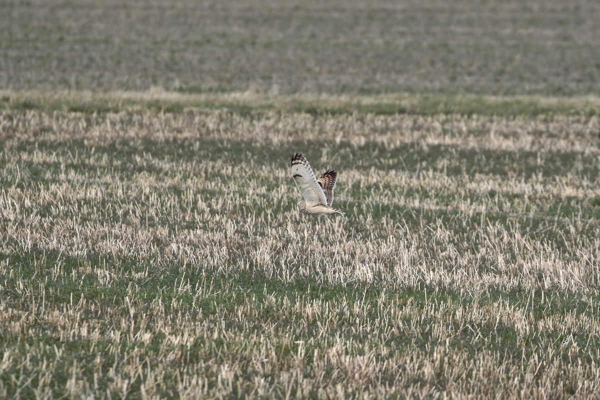 Short-eared Owl - ML616683690