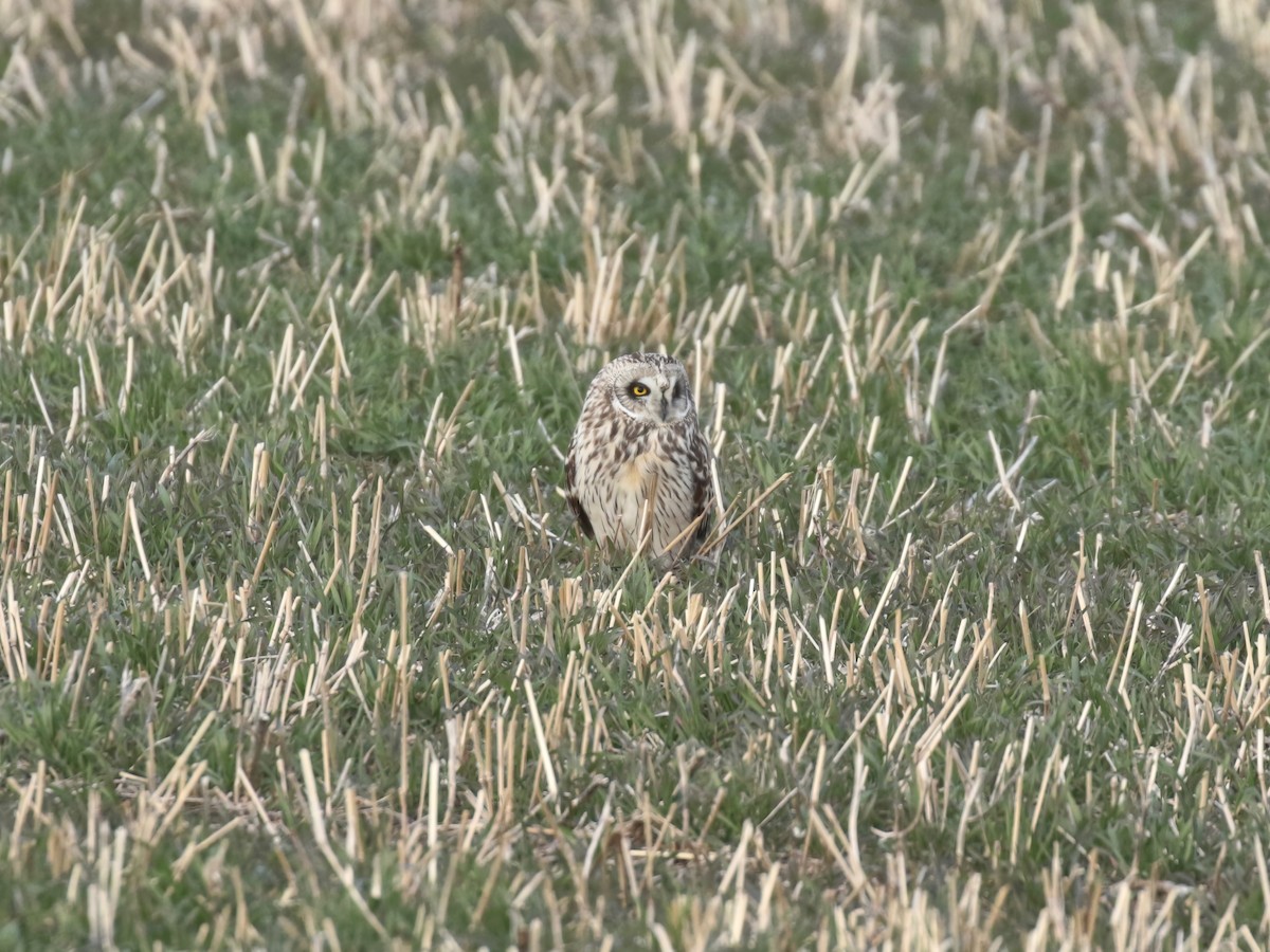 Short-eared Owl - ML616683691