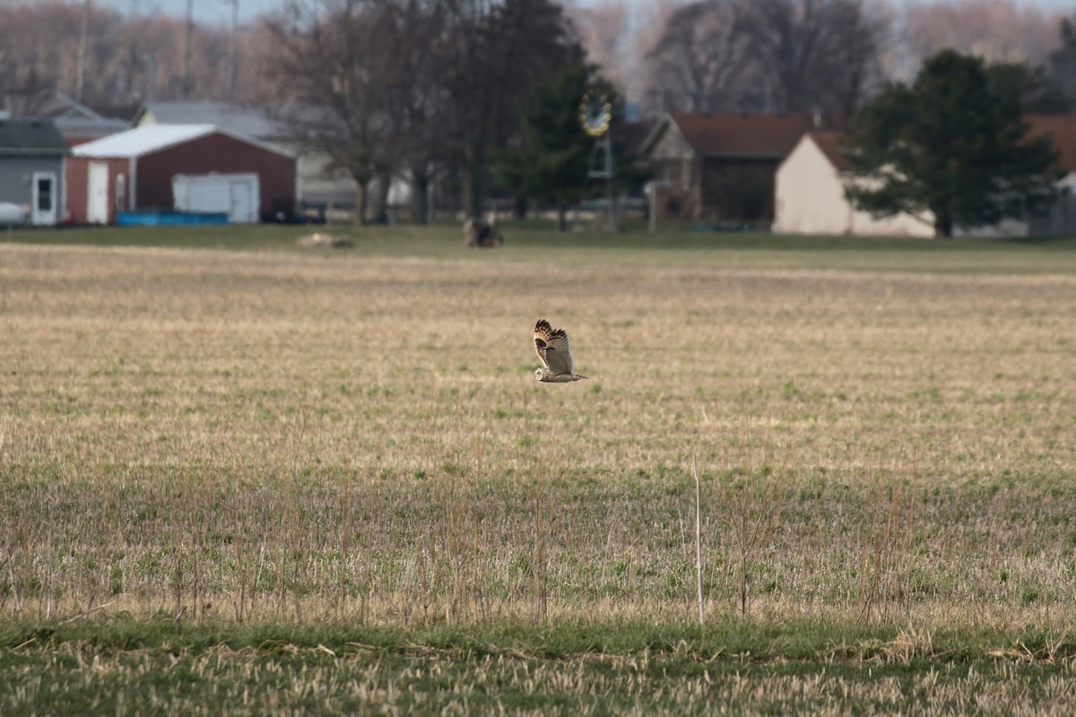 Short-eared Owl - ML616683692