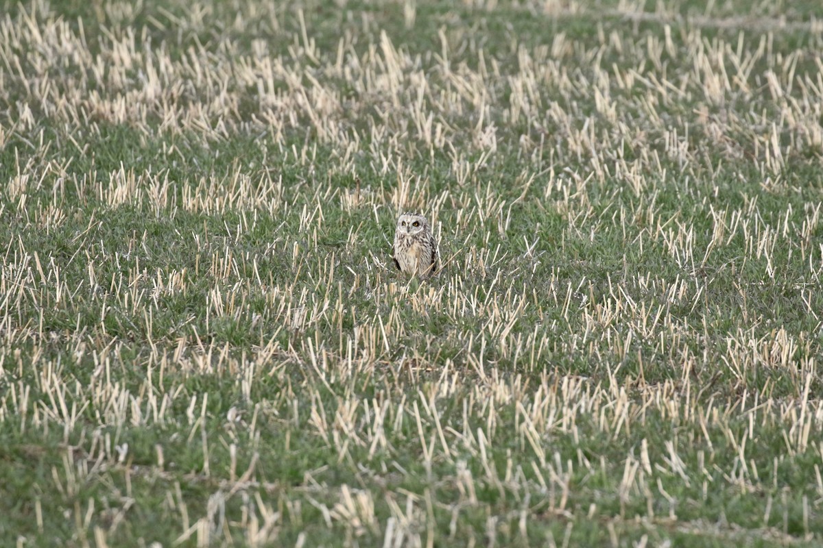 Short-eared Owl - ML616683693