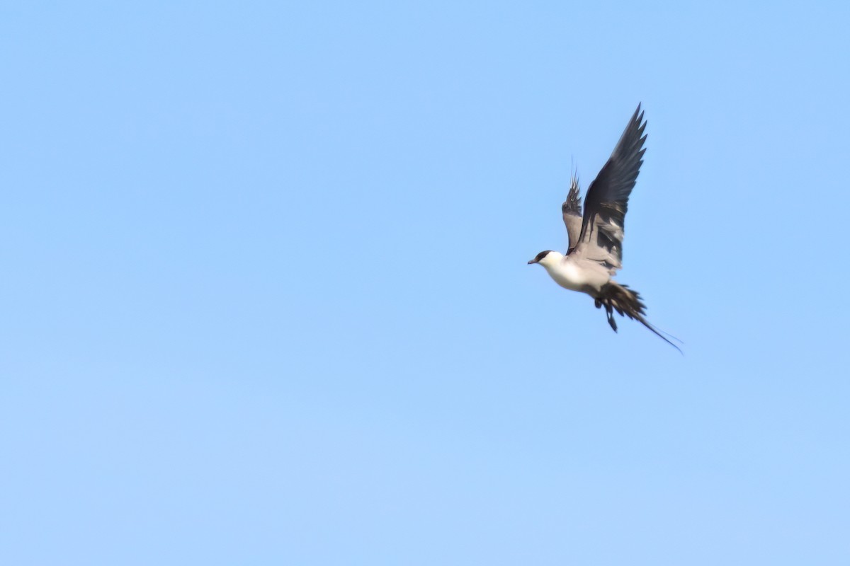 Long-tailed Jaeger - ML616683694