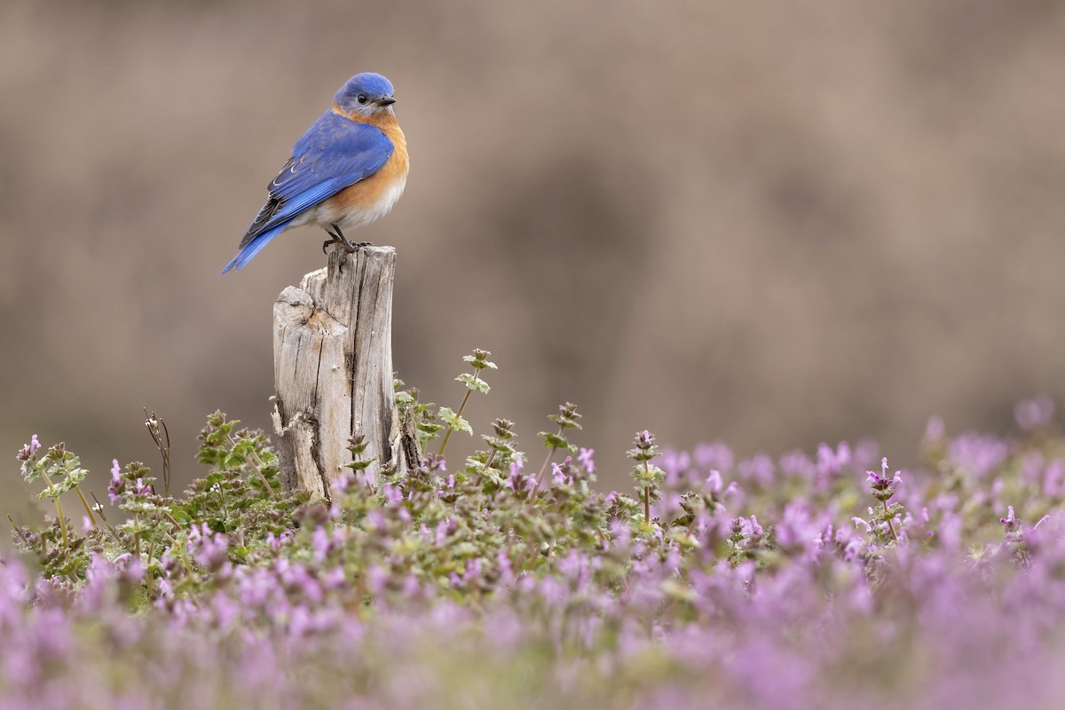 Eastern Bluebird - ML616683705