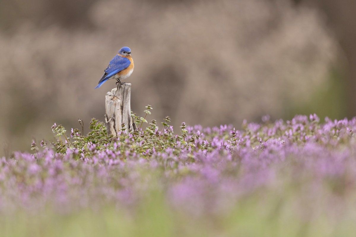 Eastern Bluebird - Matt Felperin